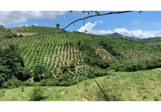 Robinson Kingsley Investment Strategies 